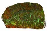 Iridescent Ammolite (Fossil Ammonite Shell) - Alberta, Canada #162356-1